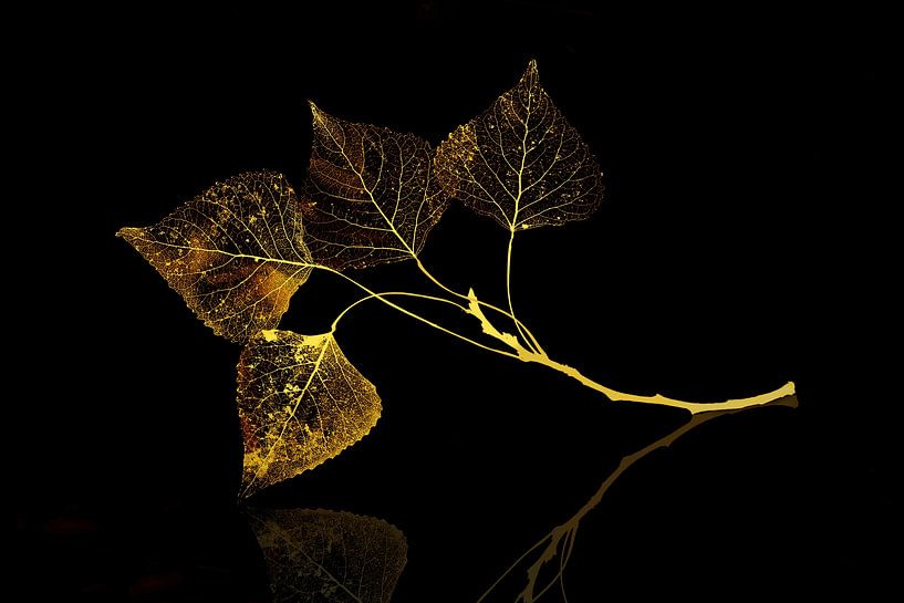 Goldene Blätter. von Alie Ekkelenkamp