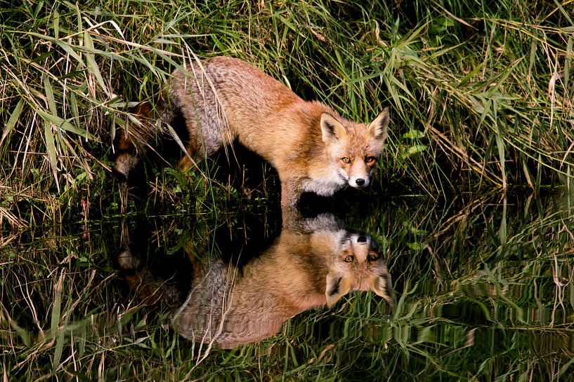 fox drinks water by Roger Janssen