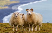 Schafe in Vík an der isländischen Küste