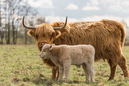 Schottischer Highlander mit Kalb, blond
