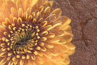 Bloem met structuur van steen in warme kleuren