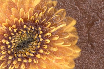 Fleur avec pierre texturée dans des couleurs chaudes sur Lisette Rijkers