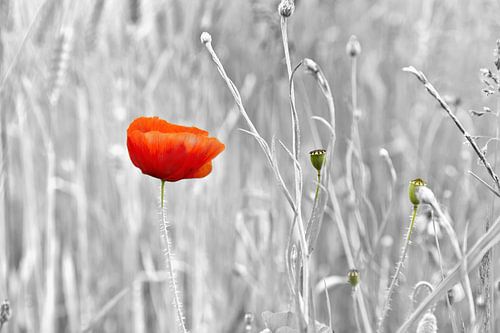 Rode papaver bloem spring eruit