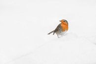Robin in the snow. by Albert Beukhof thumbnail