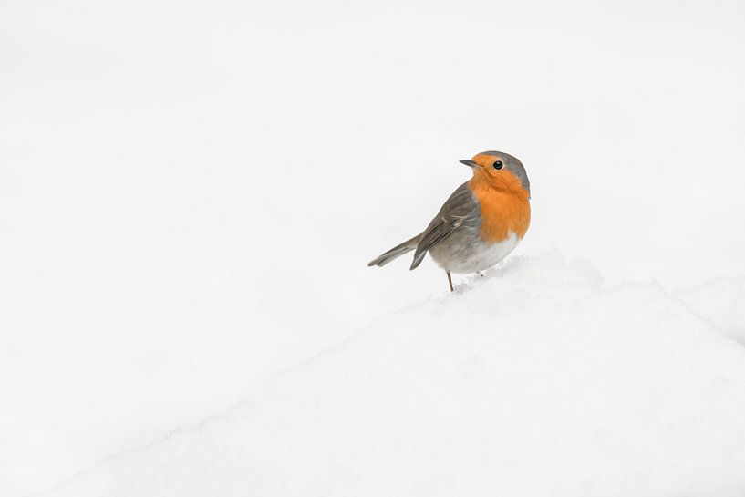 Robin in the snow. by Albert Beukhof