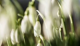 Sneeuwklokjes von Dennis Graafland