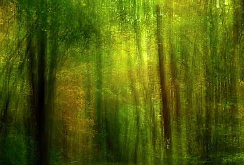 Impression d'automne dans la forêt sur Oliver Lahrem