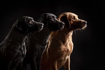 Elegante Labradors fine-art van Lotte van Alderen