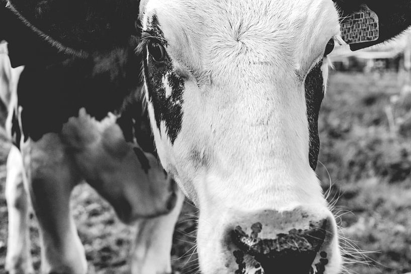 Jeune vache dans un pré par Fotografiecor .nl