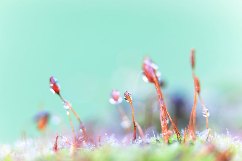 Een macrofoto van mos met waterdruppels. van Robert Wiggers