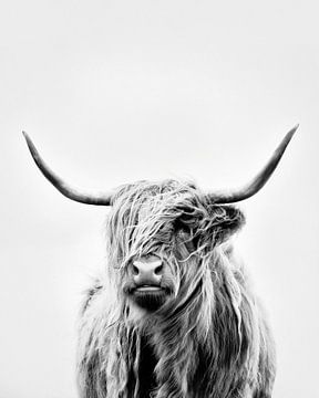 portrait of a highland cow - hochformat
