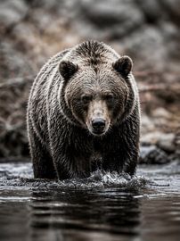 Bruine beer foto