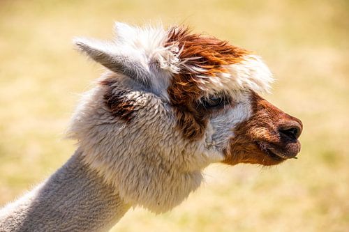 Portrait of a shorn alpaca, siofok hungary balaton