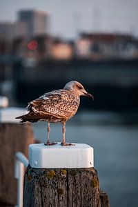 Silent Observer - Mouette sur le quai