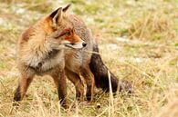 Rode vos kijkt achterom van Paul Wendels thumbnail