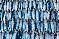 Sardines at a fish market in Negombo, Sri Lanka by WorldWidePhotoWeb thumbnail