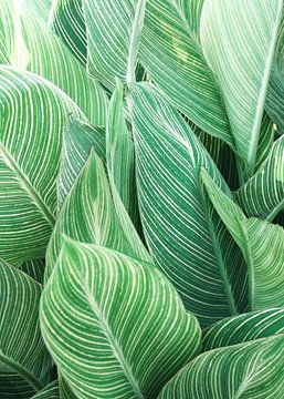 Tropical Leaves by Gal Design