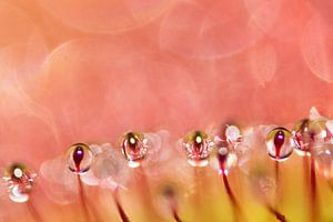Sundew 8