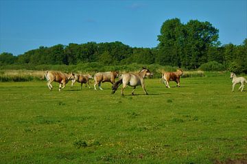 in Galop van Pieter Voogt