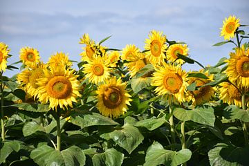 Een veld met zonnebloembloemen in de zomer van Claude Laprise