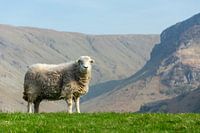 Schaap in de bergen