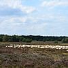 Eine Schafherde auf der Heide von Gerard de Zwaan