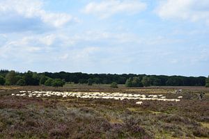 Eine Schafherde auf der Heide