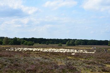 Eine Schafherde auf der Heide
