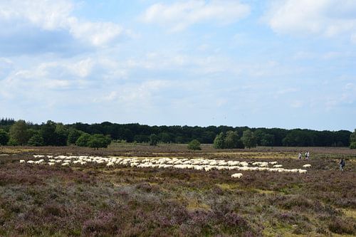 Un troupeau de moutons sur la lande