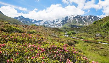 alpenroos bloeit op durrboden, dischma vallei bij davos. van SusaZoom