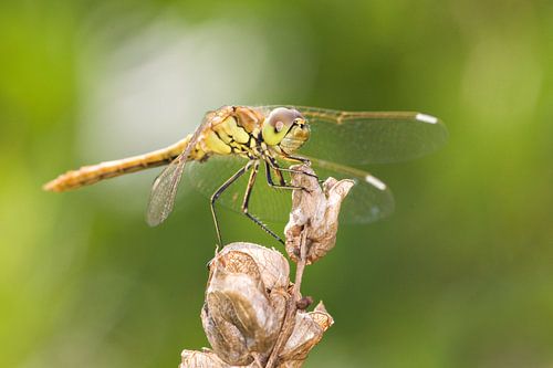 Steenrode Heidelibel op grote ratelaar