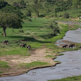 Een troep olifanten steekt een rivier over van Peter van Dam