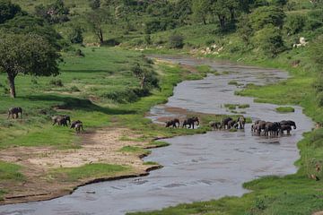 Een troep olifanten steekt een rivier over van Peter van Dam