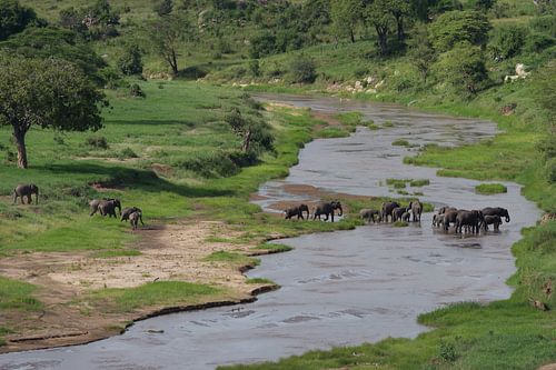 A troop of elephants crosses a river
