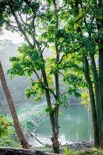 Lac à l'intérieur de la réserve nationale de Mudumalai