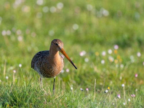 Grutto in een grasveld vol met madeliefjes