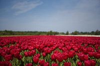 Rote Tulpen in der Zwiebelregion