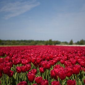 Les tulipes rouges dans la région des bulbes sur Maartje Abrahams