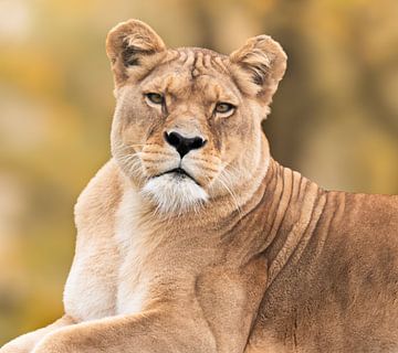 African Lioness van Nicola Mathu