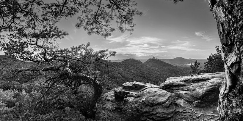 Pfälzer Wald in schwarz-weiß von Manfred Voss, Schwarz-weiss Fotografie