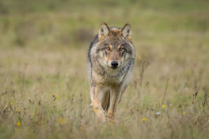 Der Wolf in den Niederlanden von Menno Schaefer