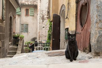 Schwarze Katze in den Straßen eines schönen alten Dorfes in der Provance von Elles Rijsdijk