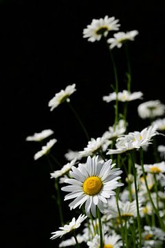 White daisies