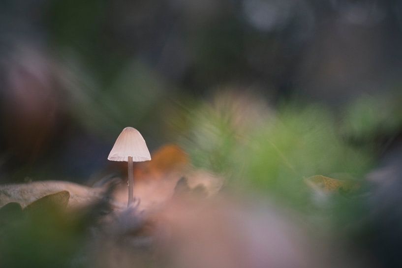 Petit champignon dans une atmosphère mystique par Bart Wilmer