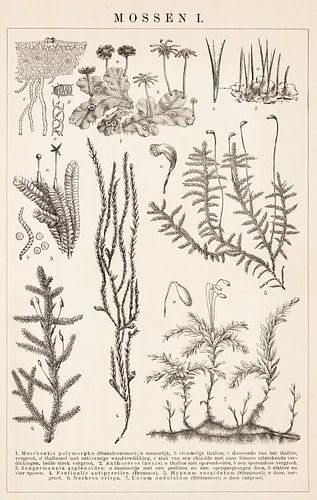 Antieke botanische prent. Mossen I