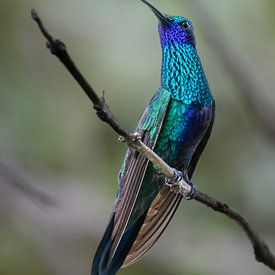 La violette pétillante de l'Équateur sur Lex van Doorn