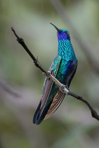 The Sparkling Violetear of Ecuador van Lex van Doorn