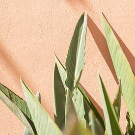 Tropische Blätter auf Pastell - Portugal Fotografie von Henrike Schenk