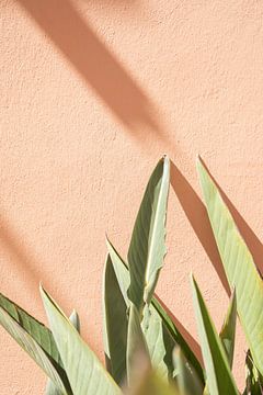 Tropische Bladeren op Pastel - Portugal Fotografie van Henrike Schenk