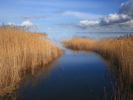Saaler Bodden bei Wustrow auf dem Darß 7